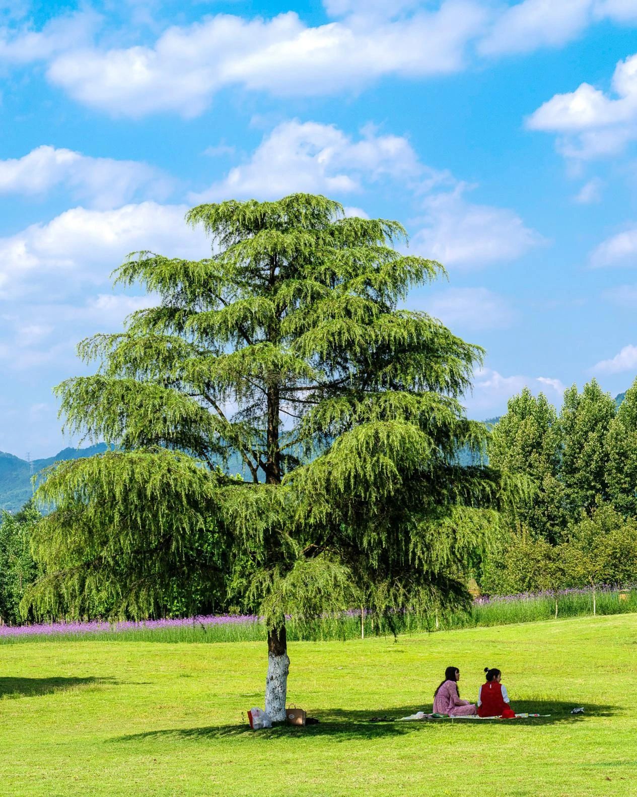 1712735952886912.jpg 11.jpg