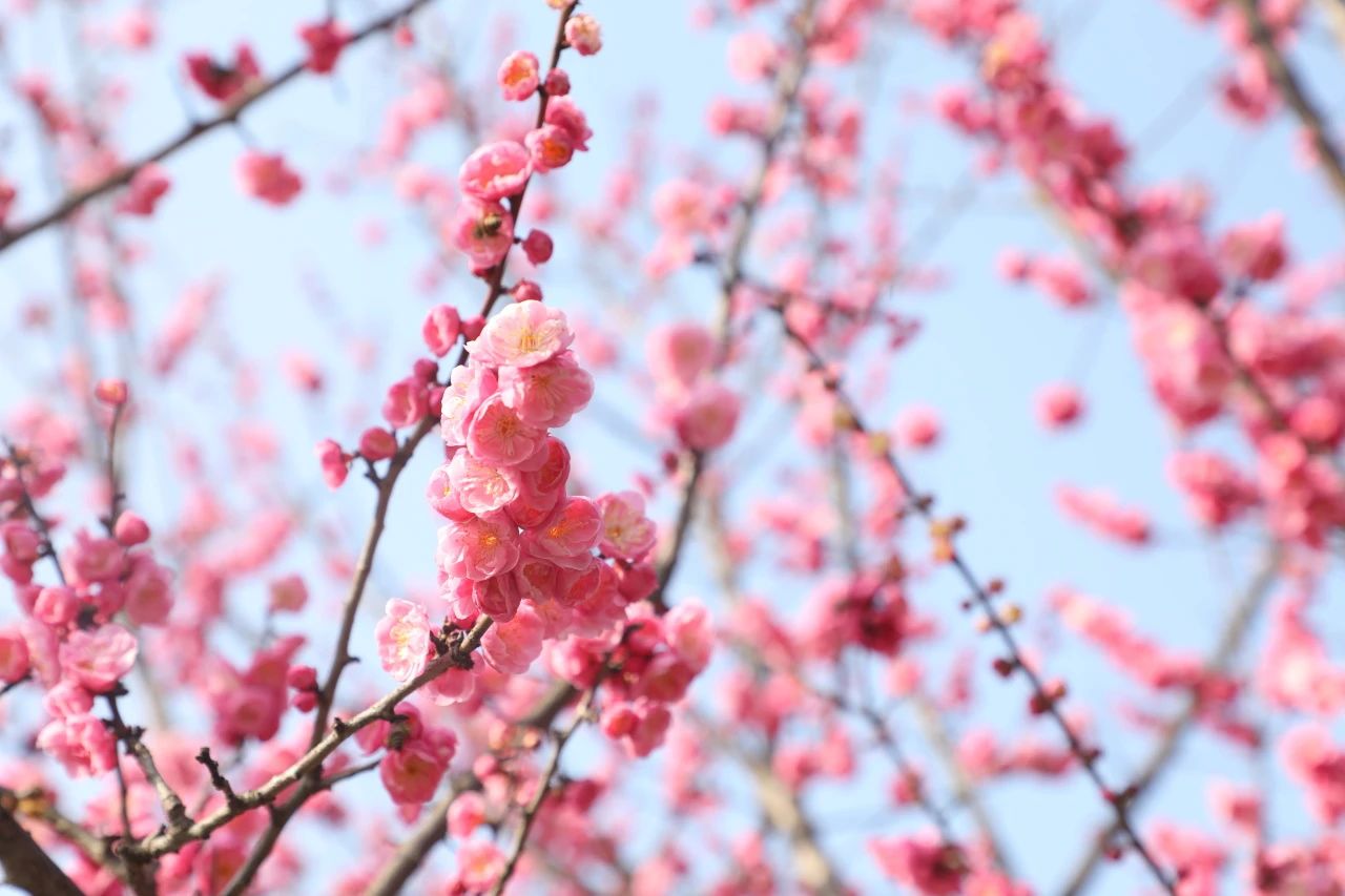 1740448054703629.jpg 微信圖片_20250225094540.jpg