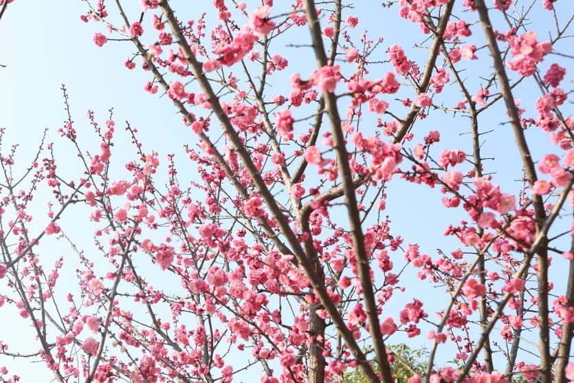 1740448089733432.jpg 微信圖片_20250225094555.jpg