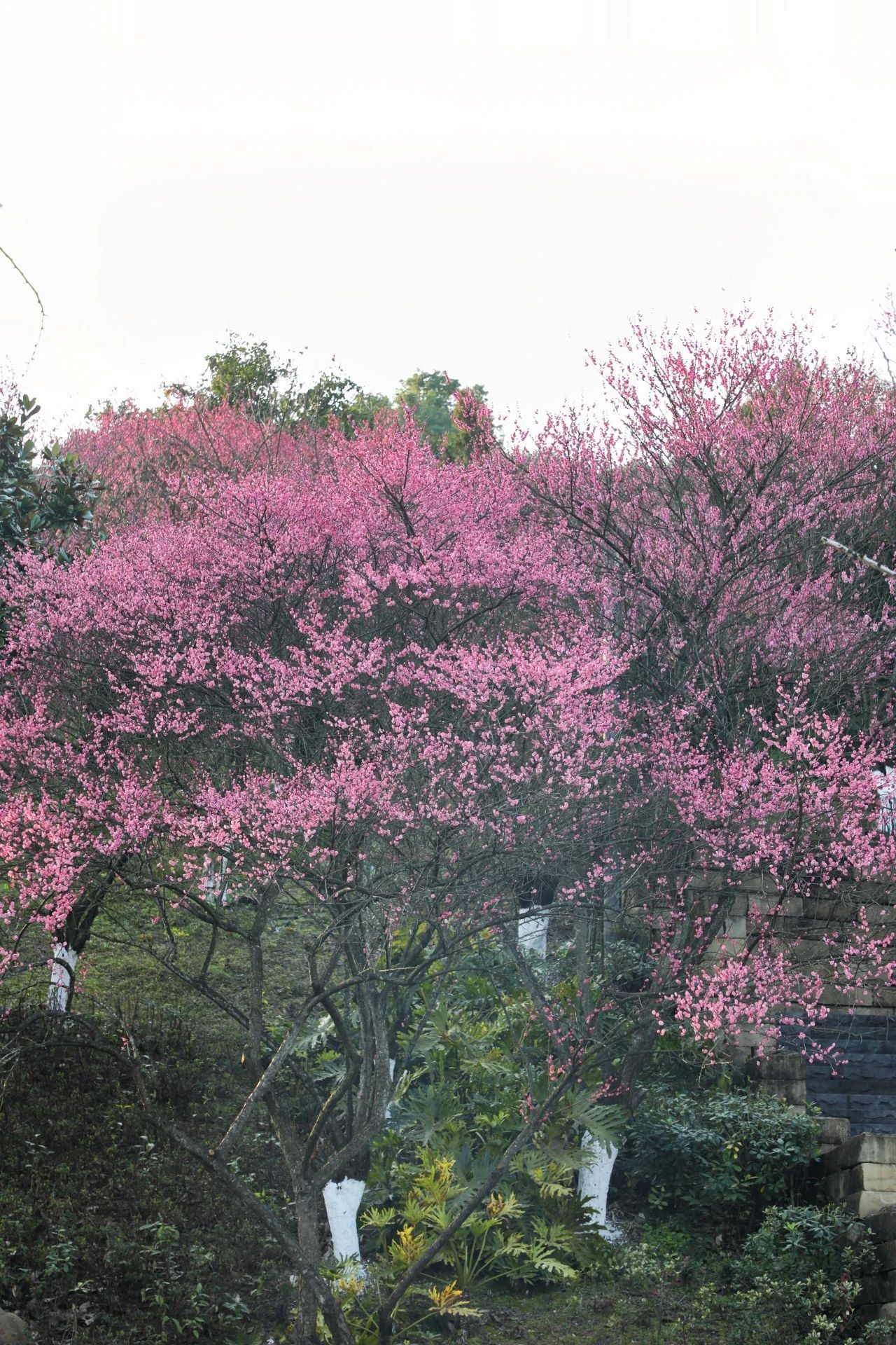 1740448201652417.jpg 微信圖片_20250225094614.jpg