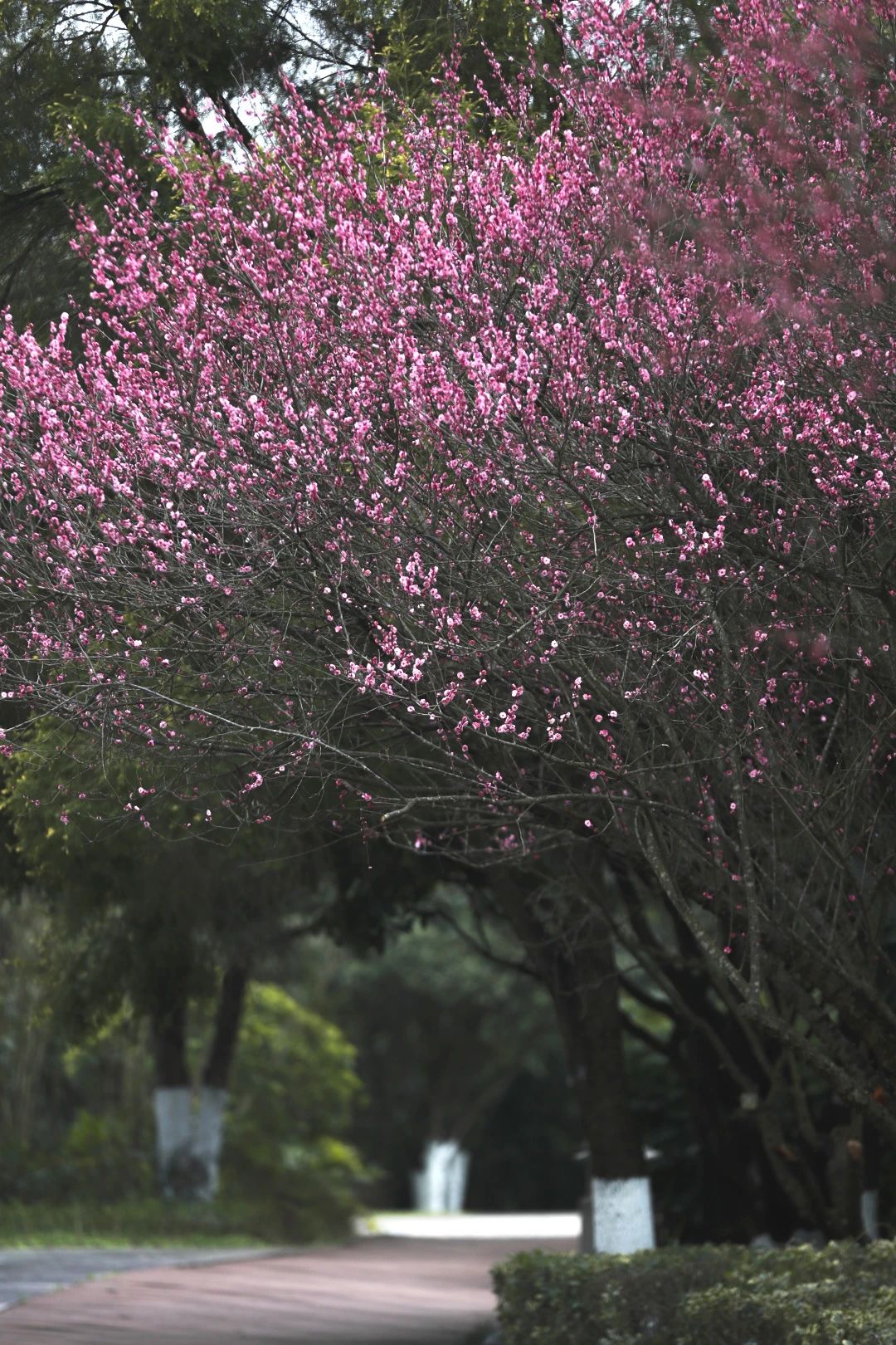 1740448250417482.jpg 微信圖片_20250225094631.jpg