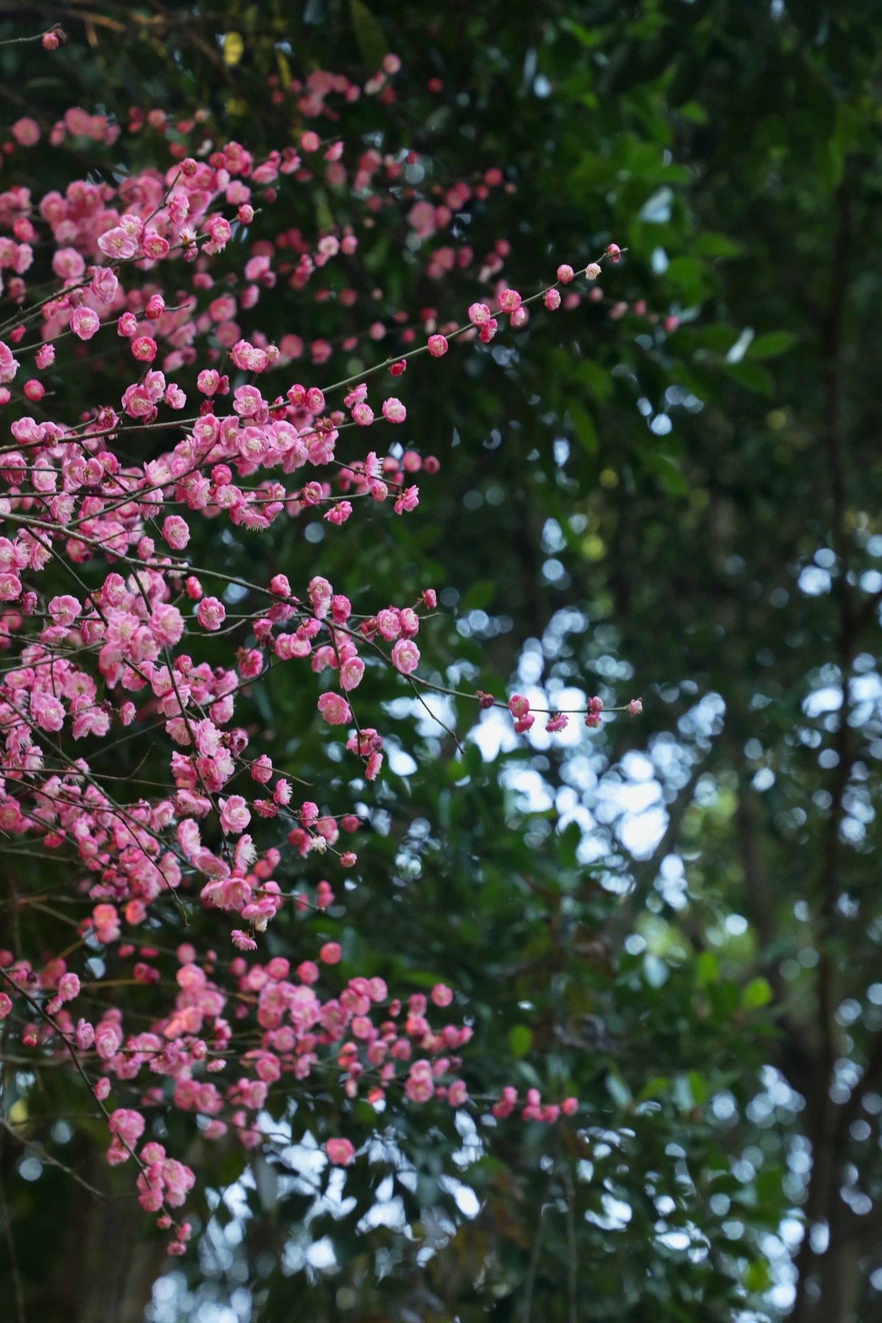 1740448268631877.jpg 微信圖片_20250225094638.jpg