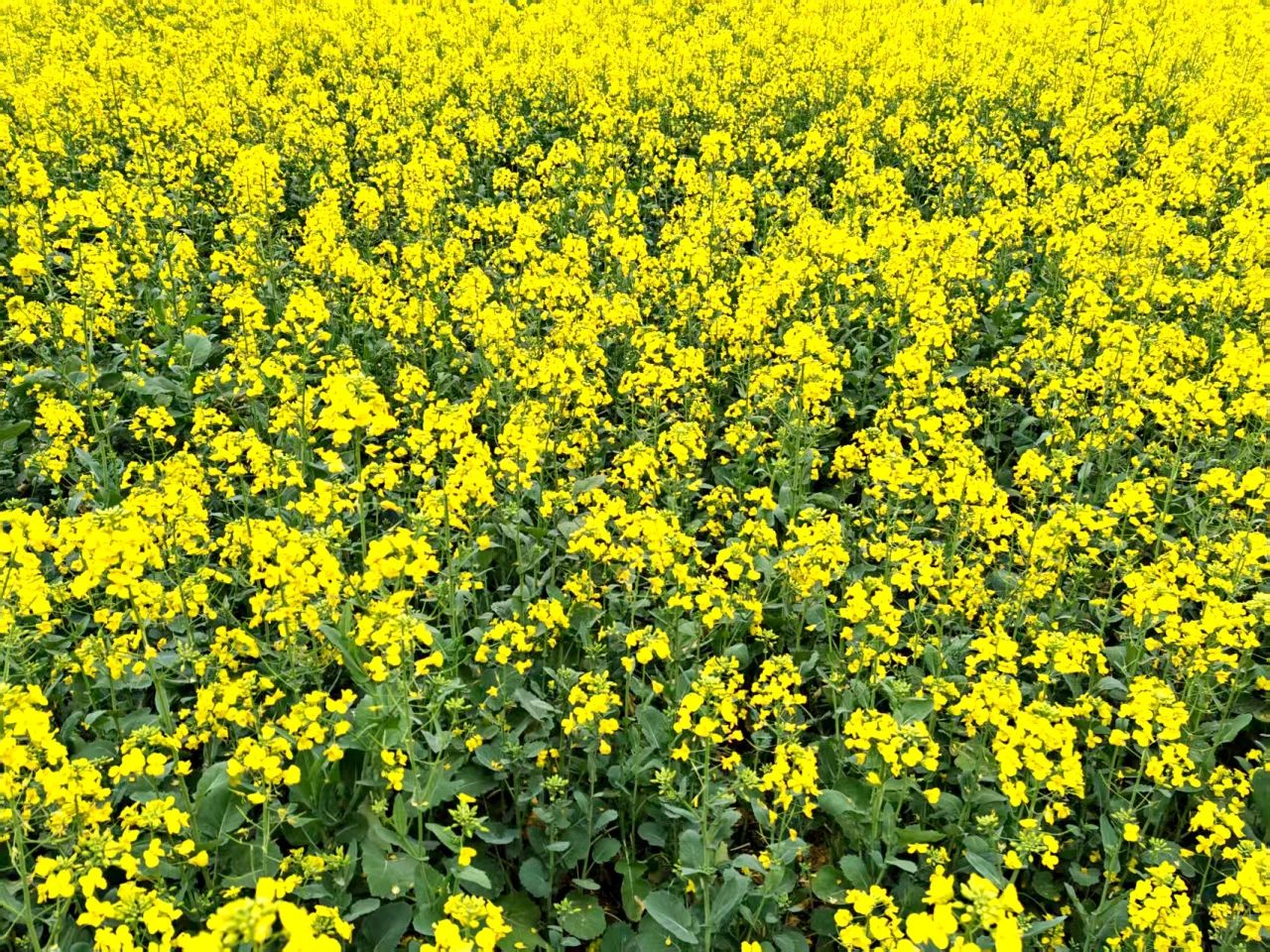 1741570351491574.jpg 微信圖片_20250310091930.jpg