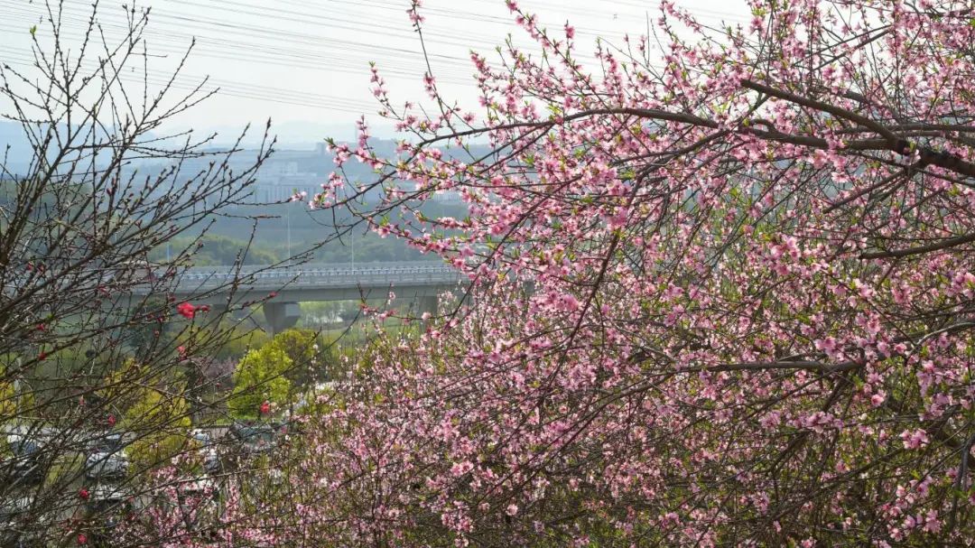 1743384549795852.jpg 微信圖片_20250331092809.jpg