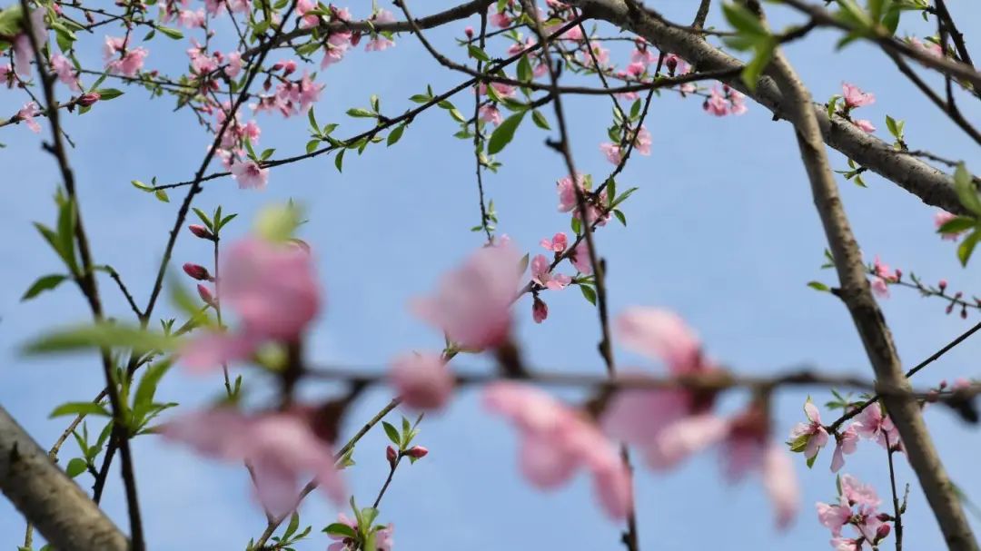 1743384614131696.jpg 微信圖片_20250331092824.jpg