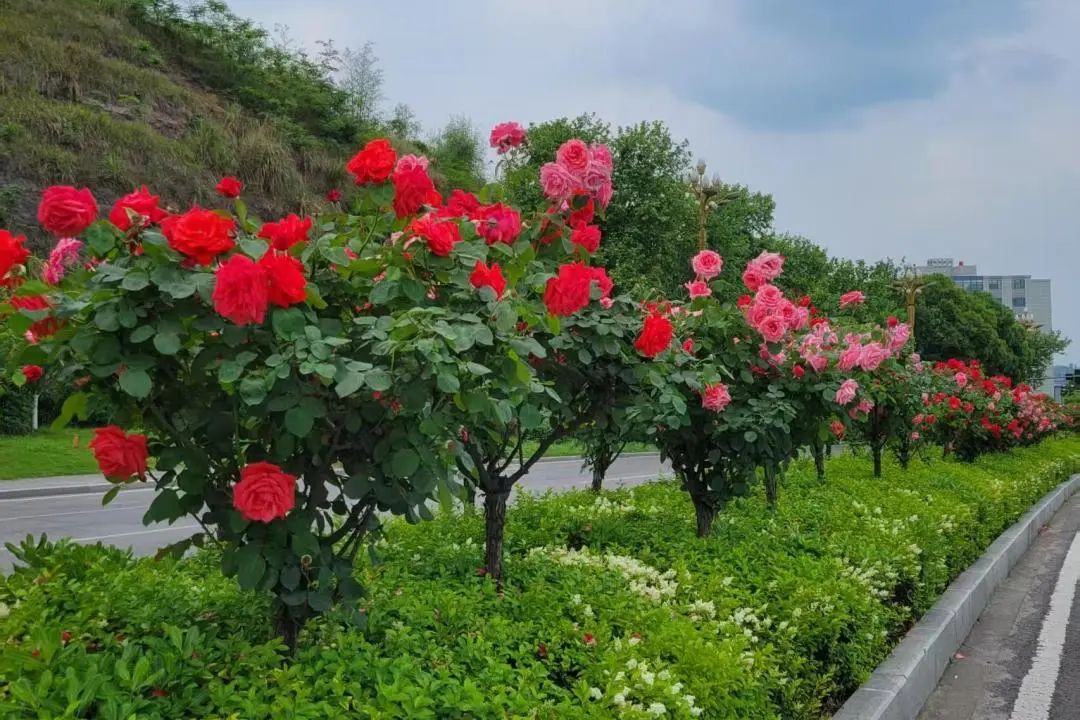 1750047060646360.jpg 微信圖片_20250616120934.jpg