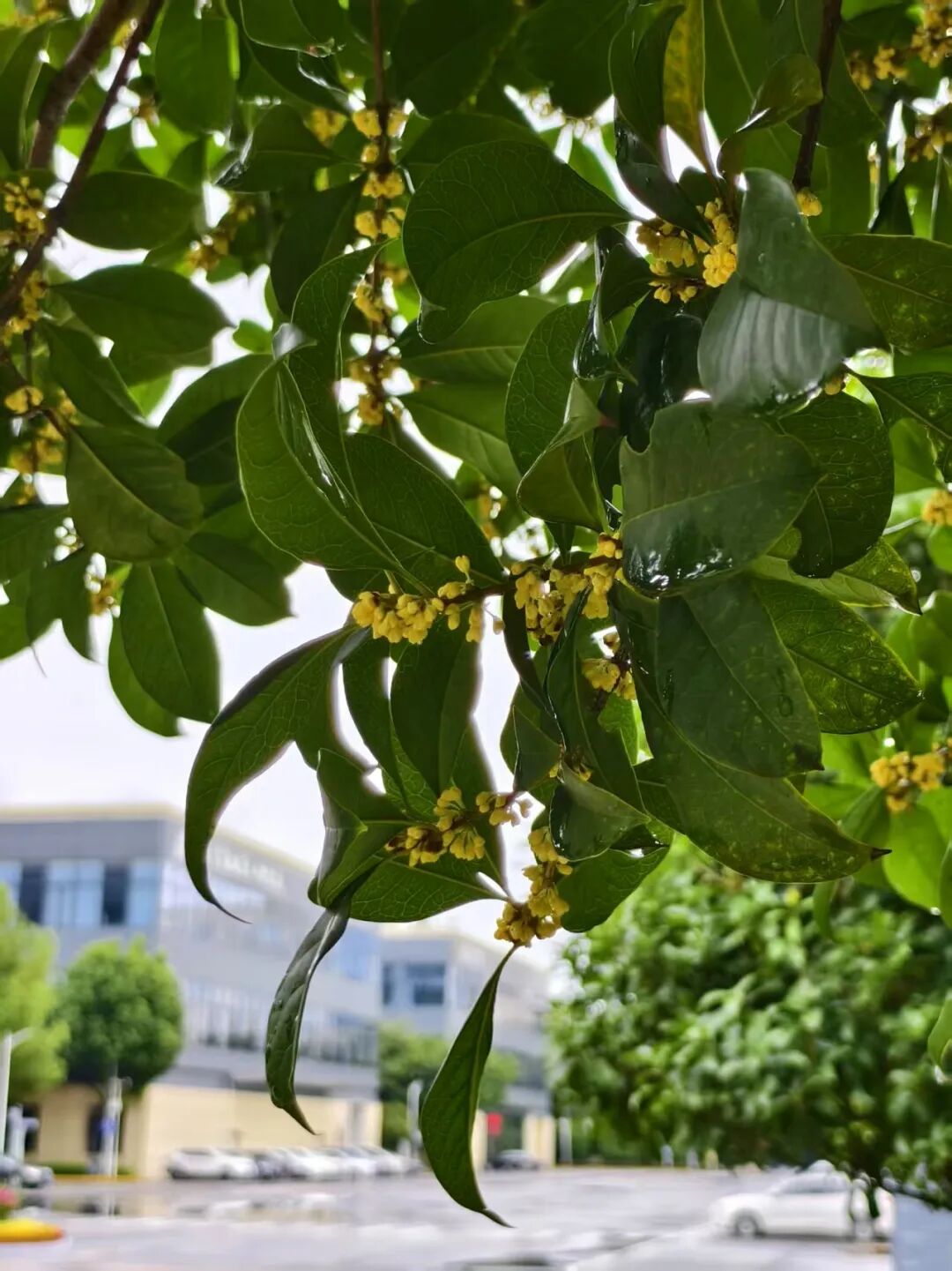 1763603202749220.jpg 微信圖片_2025-11-20_094610_051.jpg