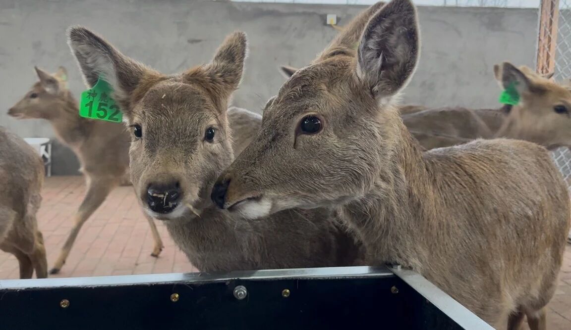 1769650662358978.jpg 微信圖片_2026-01-29_093730_403.jpg